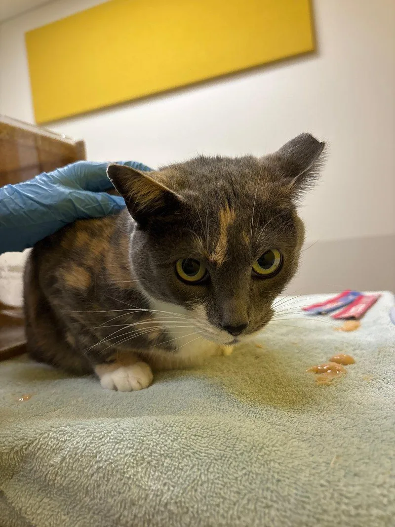 An adult small-sized female Dilute Calico Domestic Short Hair cat named Tiyani for adoption in Raleigh, NC
