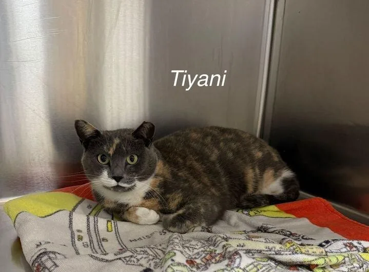 Tiyani thumbnail 2