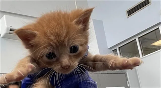 A baby medium-sized female Domestic Short Hair cat named Sugar for adoption in Dallas, TX
