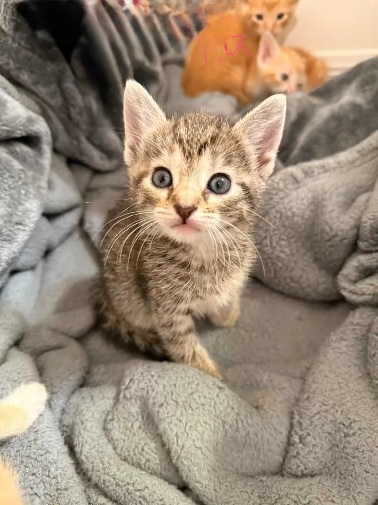 A baby medium-sized female Domestic Short Hair cat named Stella for adoption in Tampa, FL