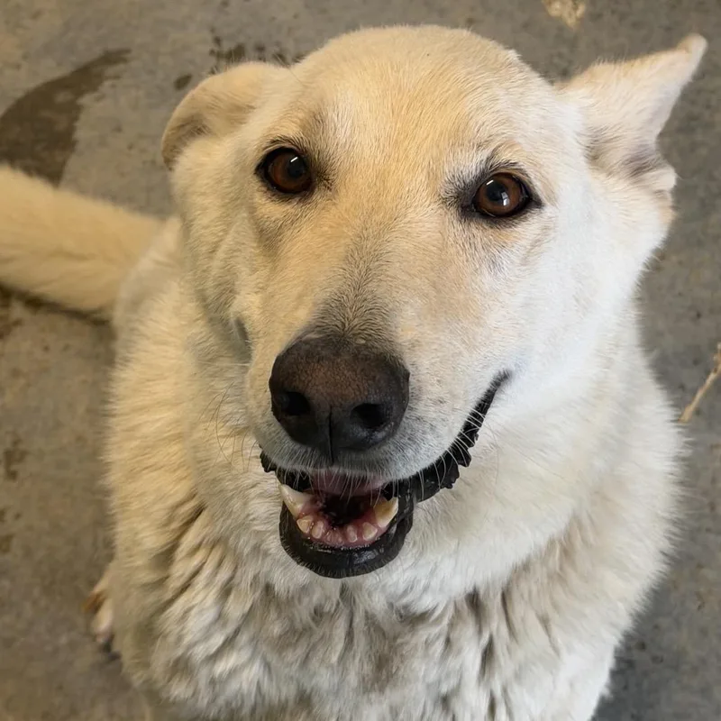 An adult medium-sized female White / Cream White German Shepherd dog named Tish for adoption in LOXAHATCHEE, FL