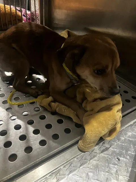 A young small-sized male Chihuahua dog named Mogli for adoption in Dallas, TX