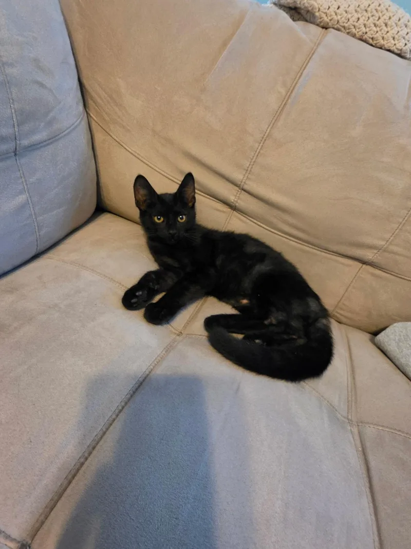 A young medium-sized male Black Domestic Short Hair cat named Arthur for adoption in Moore, SC