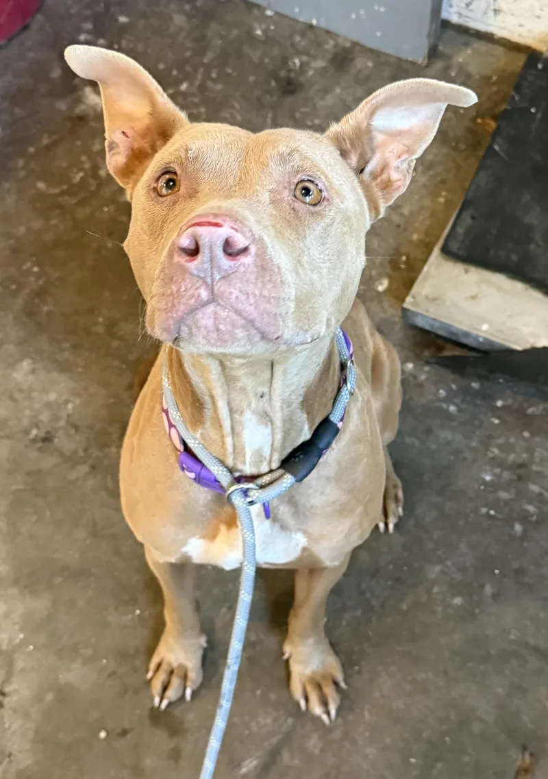 A young medium-sized female Yellow / Tan / Blond / Fawn American Staffordshire Terrier dog named Betty HOLD for adoption in Canton, OH