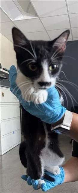 A young small-sized female Domestic Short Hair cat named Bertha for adoption in San Antonio, TX