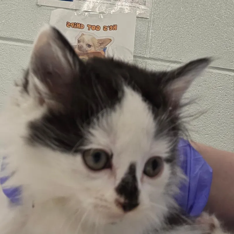 A baby small-sized male White Domestic Short Hair cat named Ring for adoption in Chattanooga, TN
