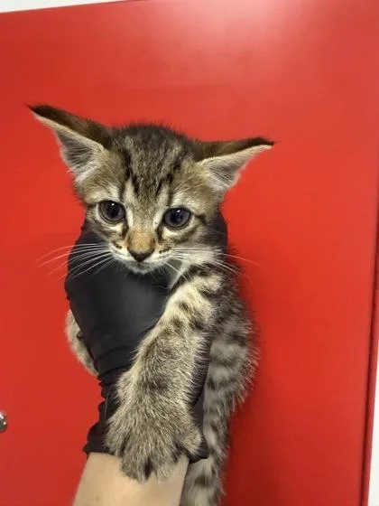 A young small-sized female Domestic Short Hair cat named B Olive for adoption in North Charleston, SC