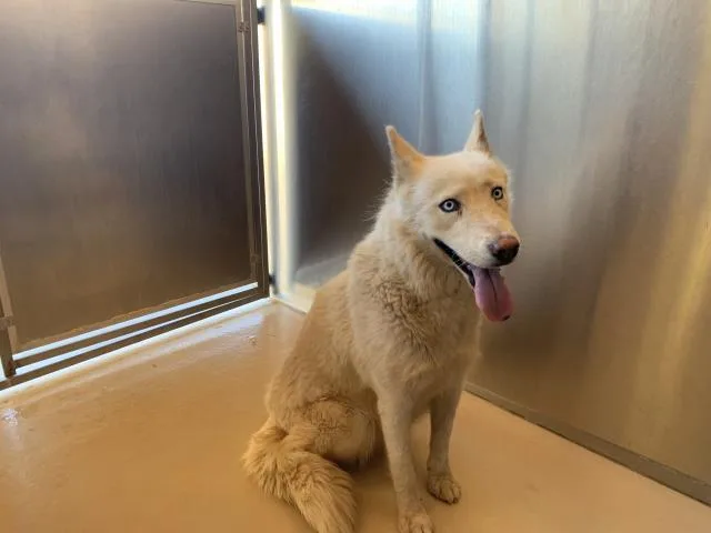 An adult large-sized female Siberian Husky dog named A for adoption in Thousand Palms, CA