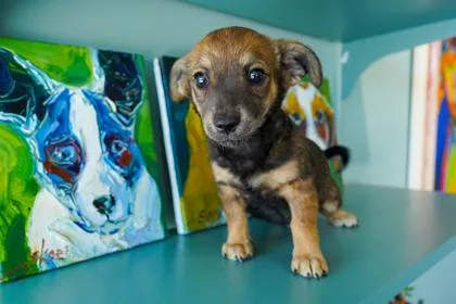 A baby small-sized female Dachshund dog named Brownie for adoption in San Antonio, TX