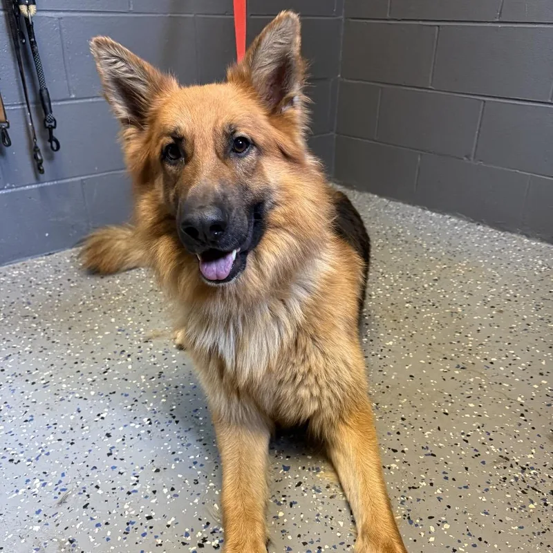 An adult large-sized male Black German Shepherd Dog dog named Hercules for adoption in Tuscaloosa, AL