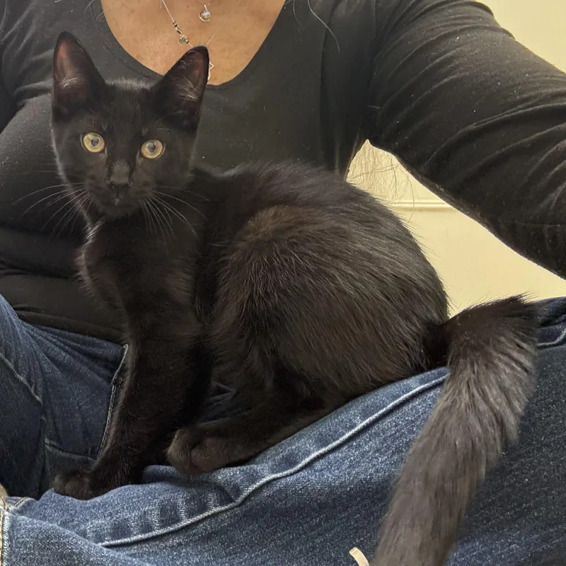 A baby small-sized male Black Tabby cat named Marc for adoption in East Northport, NY