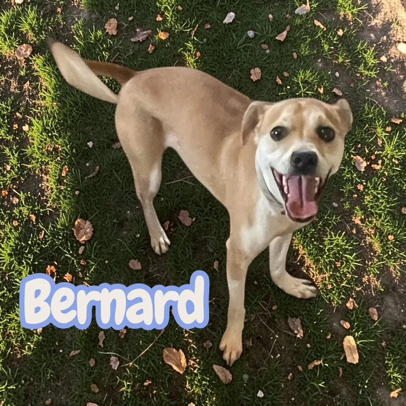 Bernard  Lb Velcro thumbnail 2
