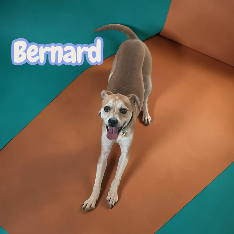Bernard  Lb Velcro thumbnail 4
