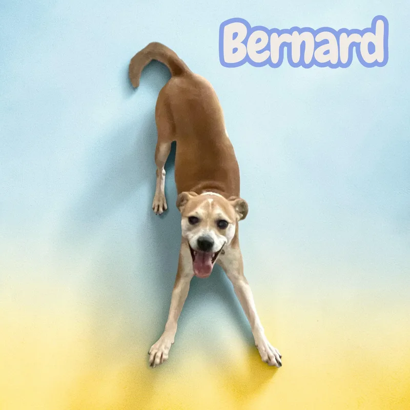 Bernard  Lb Velcro