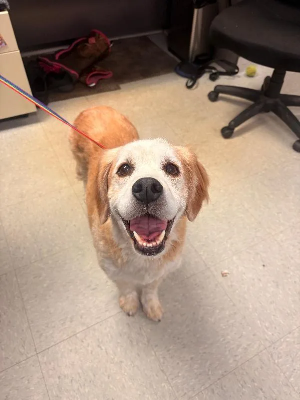 An adult medium-sized male Apricot / Beige Australian Cattle Dog / Blue Heeler dog named Kenny for adoption in Medina, OH