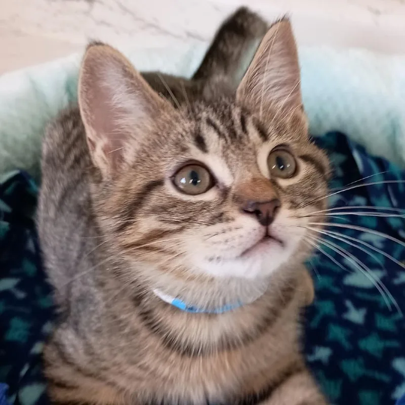 A baby small-sized male Brown / Chocolate Domestic Medium Hair cat named Oswin for adoption in Delaware, OH