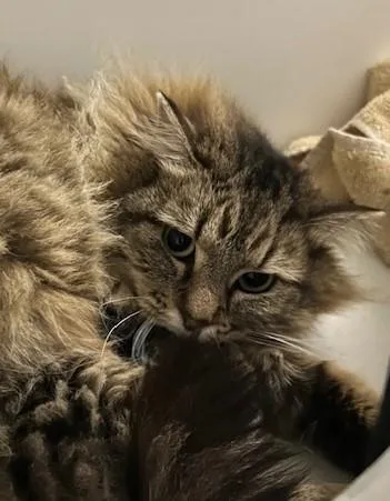 An adult small-sized male Domestic Long Hair cat named Meeko for adoption in Fairfax, VA