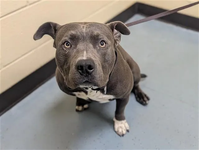 A young large-sized male Pit Bull Terrier dog named Chunk for adoption in Denver, CO