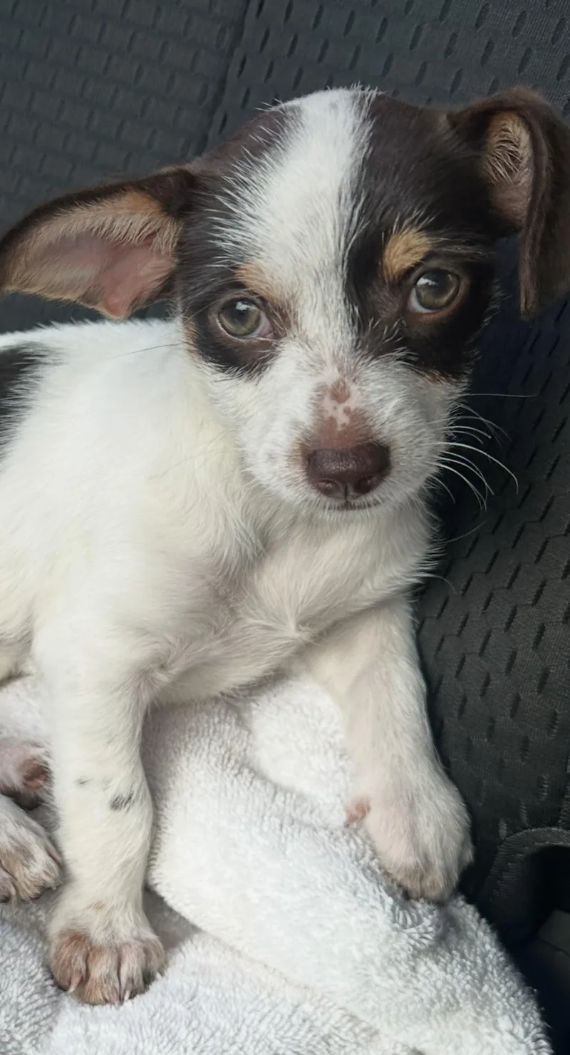 A baby medium-sized female Chihuahua dog named Brownie for adoption in Royal Palm Beach, FL