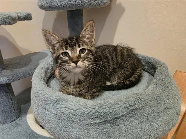 A baby small-sized male Domestic Medium Hair cat named Gavin for adoption in Santa Clara, CA