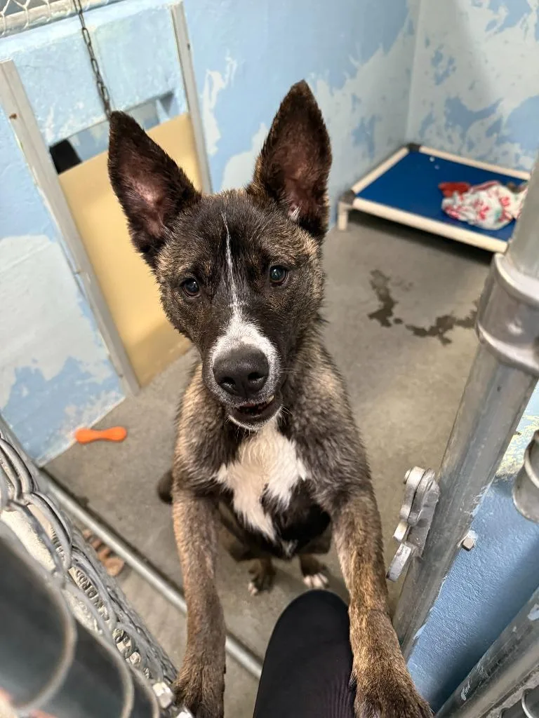 A young medium-sized female Dutch Shepherd dog named Violet for adoption in Brookings, OR