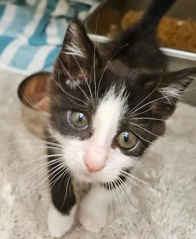 A young medium-sized female Black & White / Tuxedo Domestic Short Hair cat named Momo for adoption in Disputanta, VA