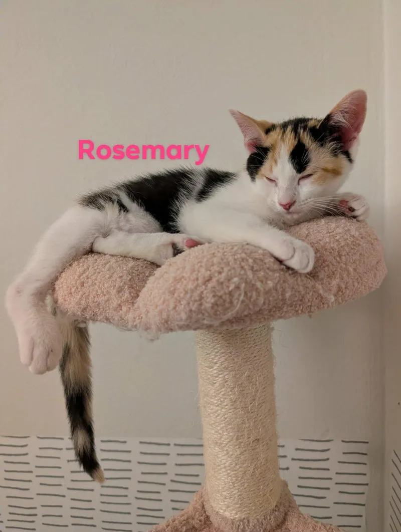 A baby medium-sized female Domestic Short Hair cat named Rosemary for adoption in Champaign, IL