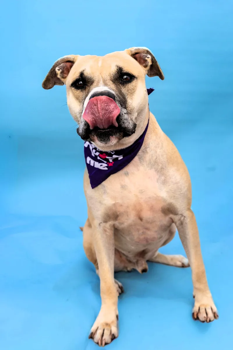 Maverick thumbnail 2