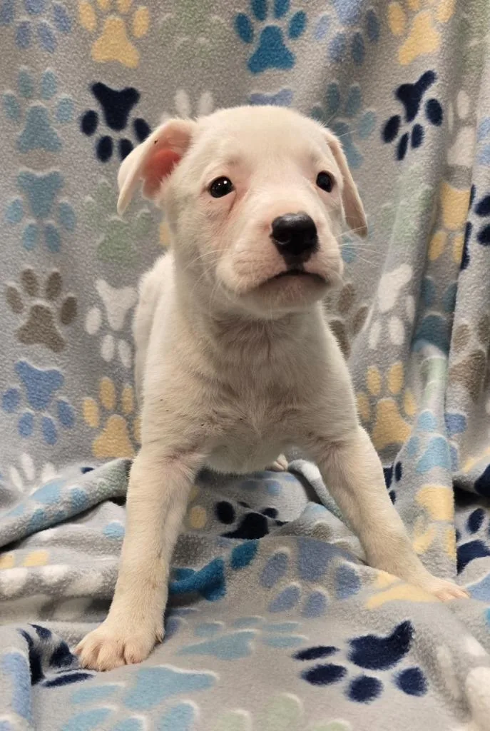 A baby large-sized female Pit Bull Terrier dog named Strawberry for adoption in Murphysboro, IL