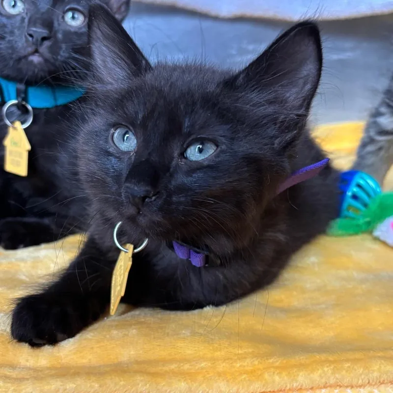 A baby small-sized male Black Domestic Short Hair cat named Leaf for adoption in Springfield, MA