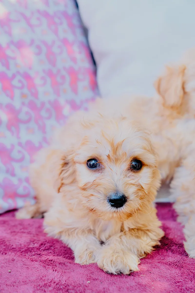 A baby small-sized male Schnoodle dog named Crunch for adoption in San Diego, CA