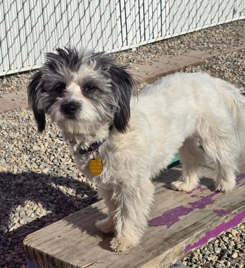 An adult small-sized male White / Cream Beagle dog named Milo for adoption in Ross, OH