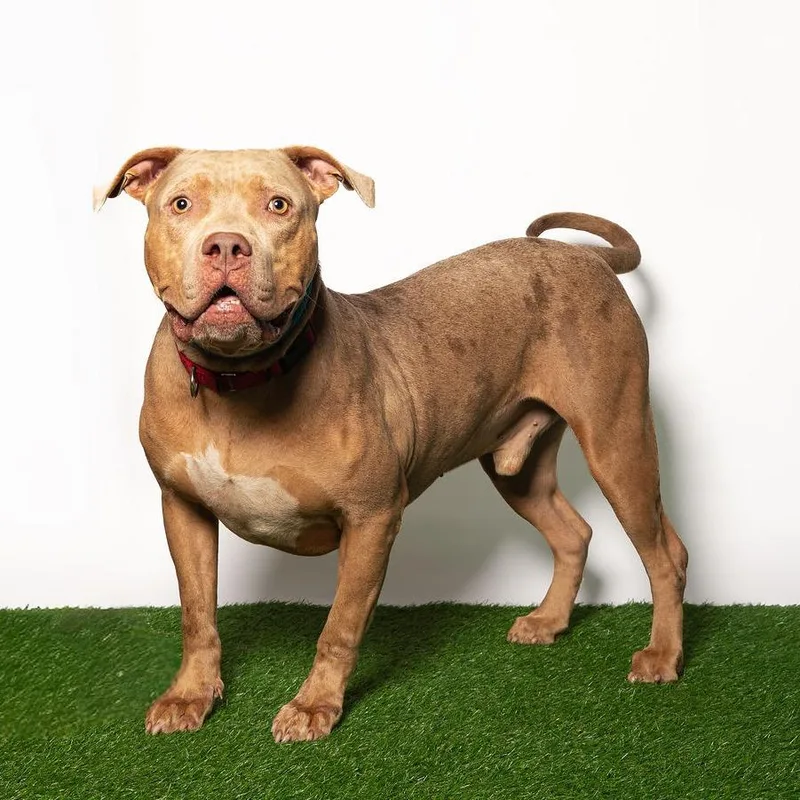 An adult large-sized male American Bulldog dog named Mustard for adoption in Port Richey, FL