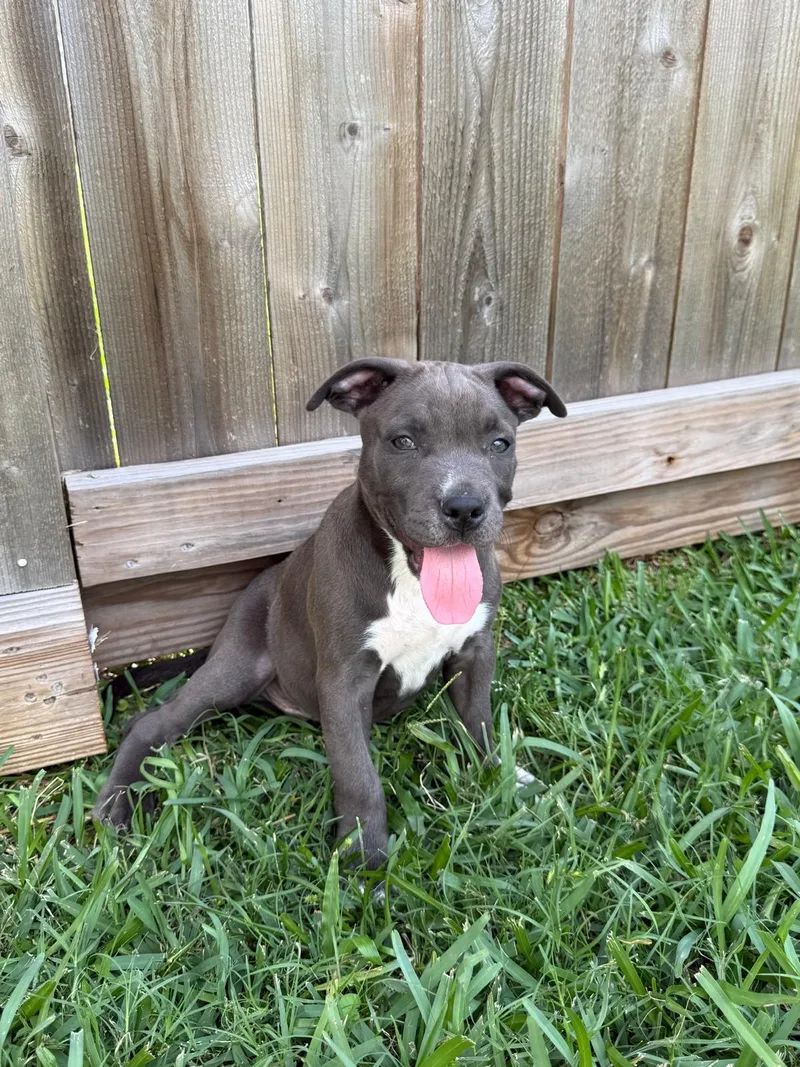 A baby small-sized male Pit Bull Terrier dog named Hugs for adoption in Yonkers, NY