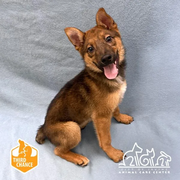 A baby small-sized male German Shepherd Dog dog named Crouton for adoption in Irvine, CA