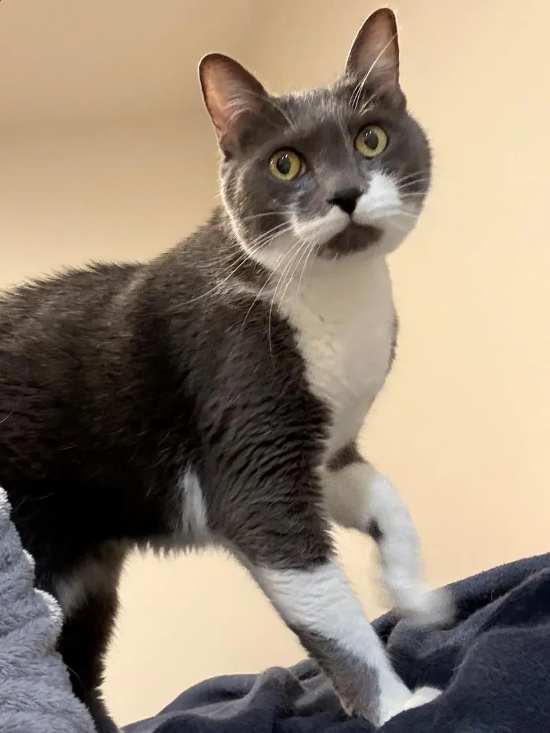 An adult medium-sized female Gray & White Domestic Short Hair cat named Mouse for adoption in Lincoln, NE