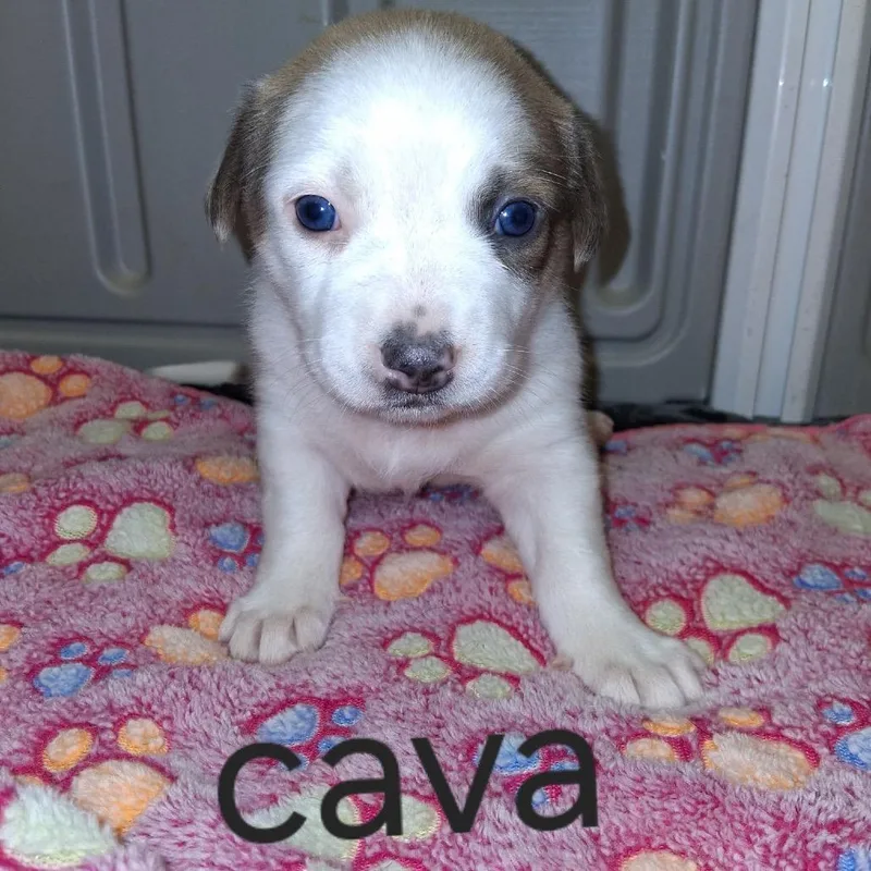 Cava thumbnail 2