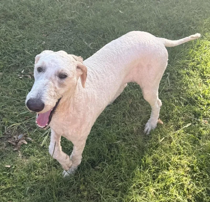 A young large-sized female Standard Poodle dog named Winnie for adoption in Warr Acres, OK