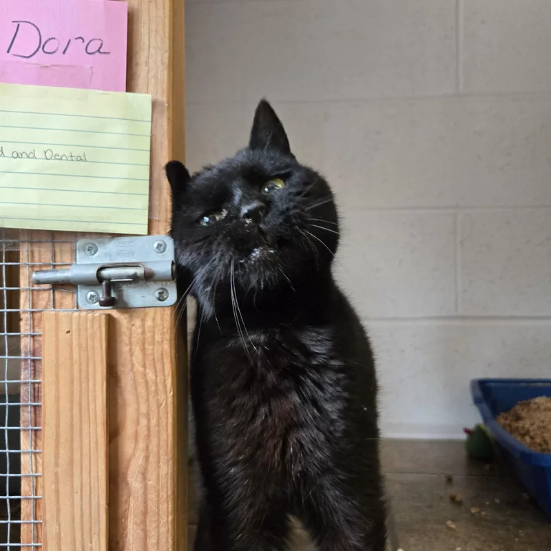 Dora thumbnail 4