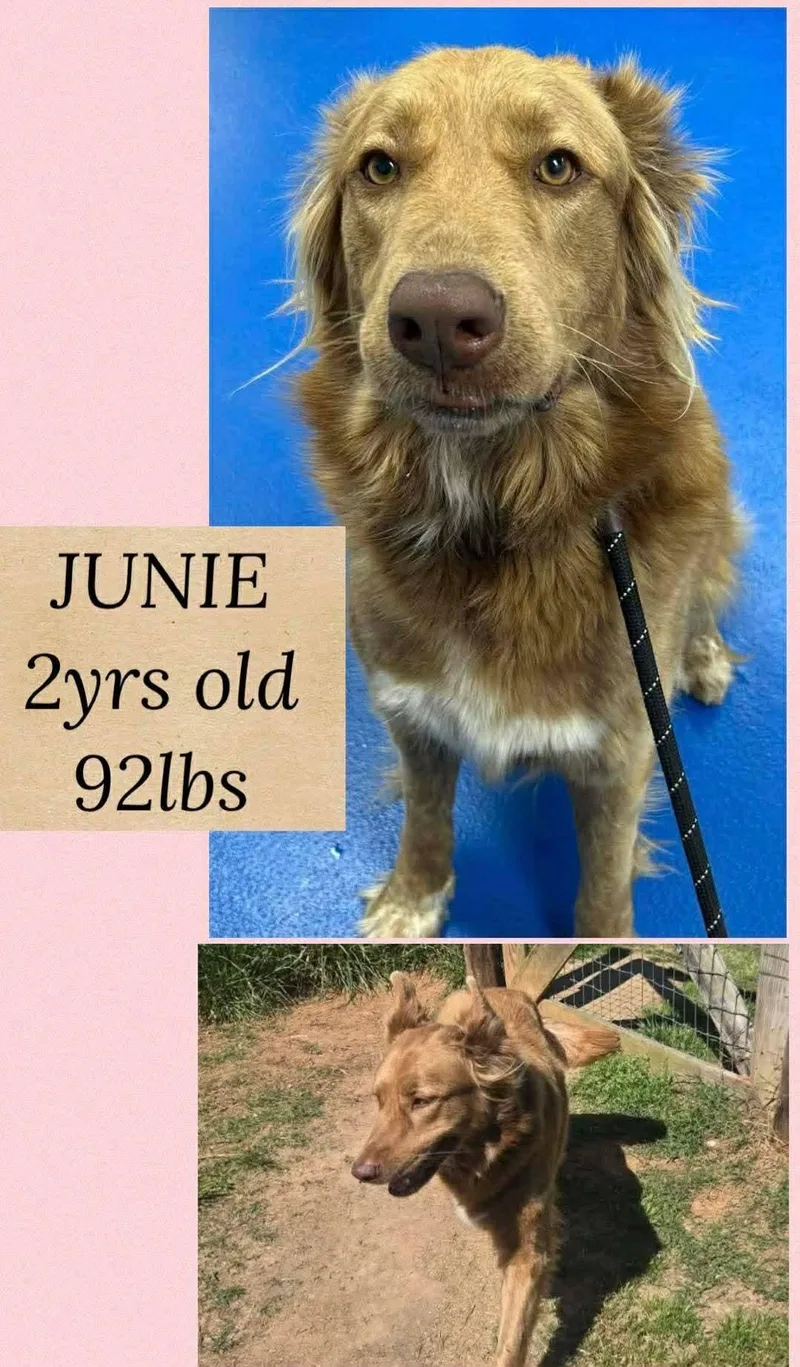 A young extra large-sized female German Shepherd Dog dog named Junie for adoption in Holbrook, NY
