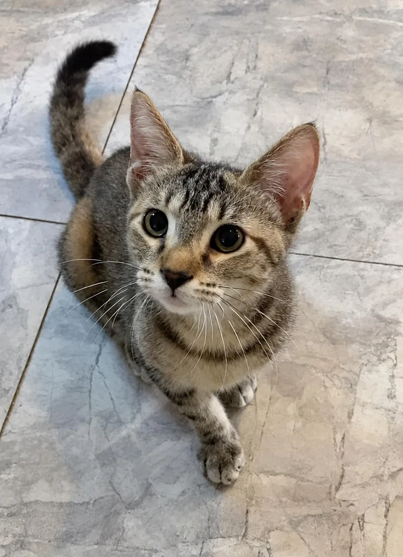 A baby small-sized female Tabby (Buff / Tan / Fawn) Domestic Short Hair cat named Spirit Fire for adoption in Homestead, FL