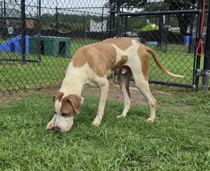 A senior large-sized male Pointer dog named Gumbo for adoption in Conway, SC