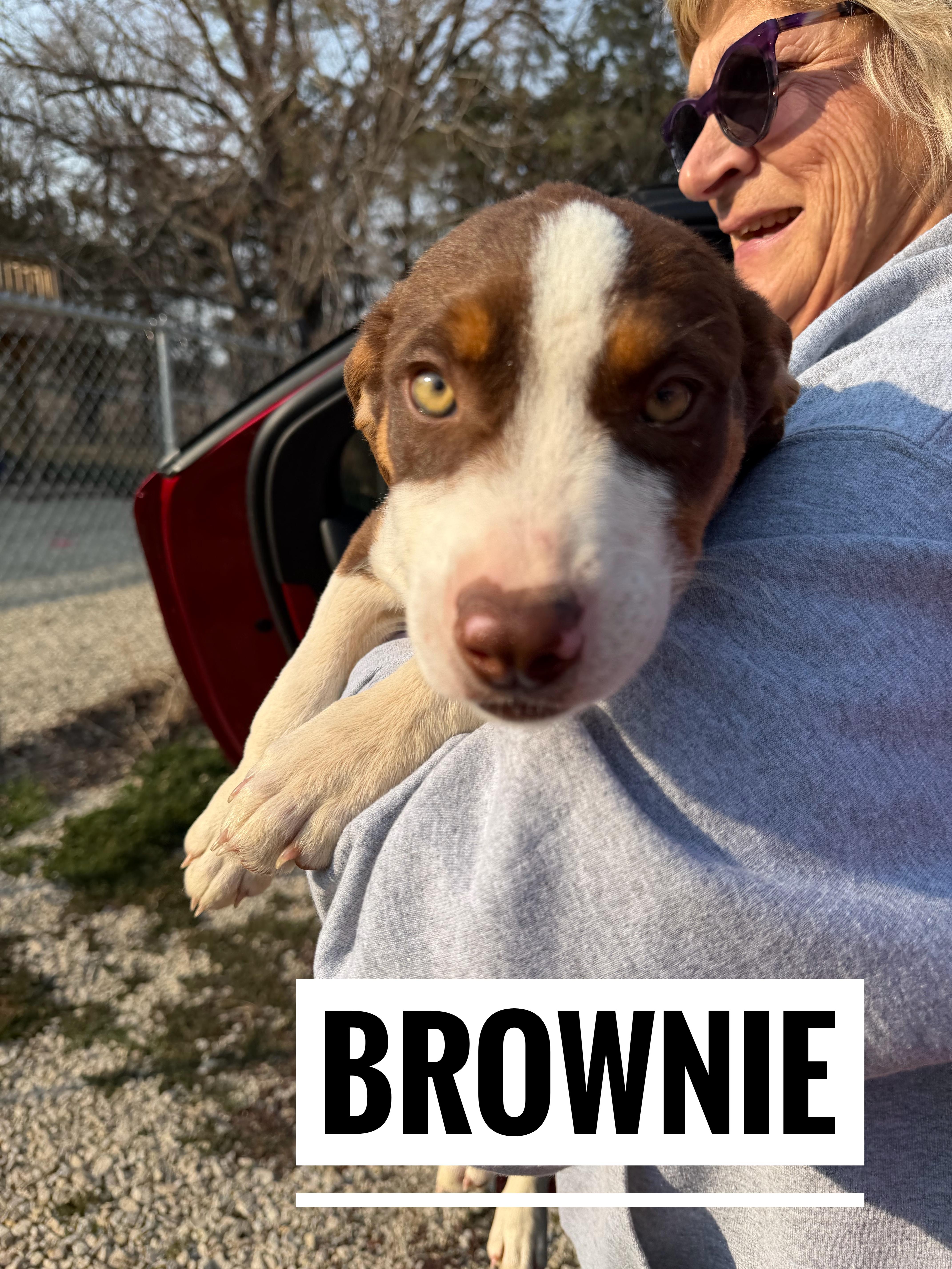 Brownie thumbnail 3