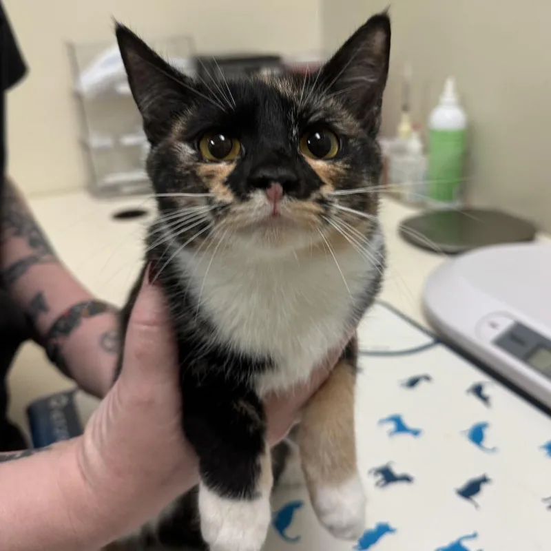 Popsicle thumbnail 2