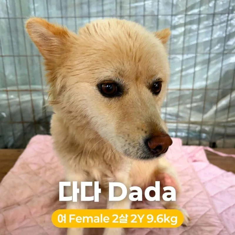 Dada HW+ thumbnail 5