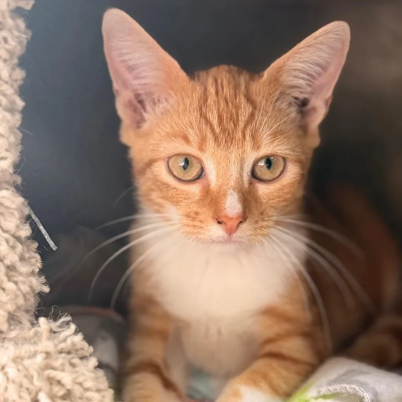 A baby small-sized male Orange / Red Domestic Short Hair cat named Sun Chip for adoption in Gainesville, FL