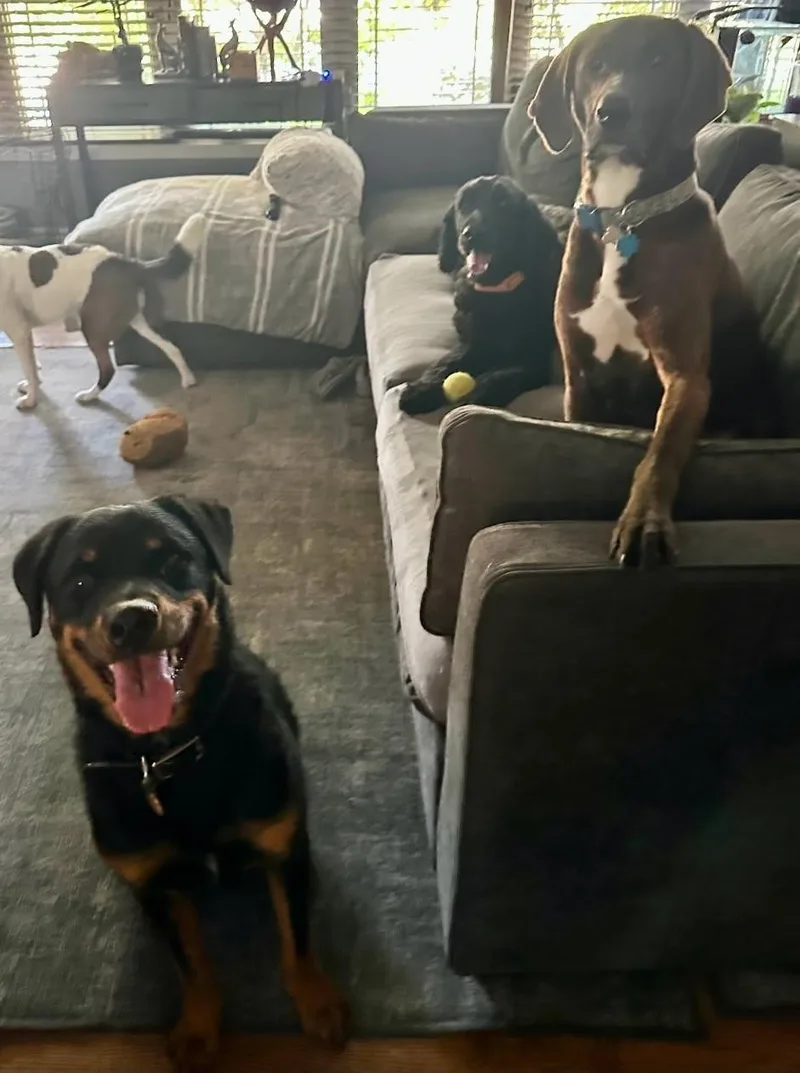 A young large-sized male Black Rottweiler dog named King for adoption in Orland Park, IL