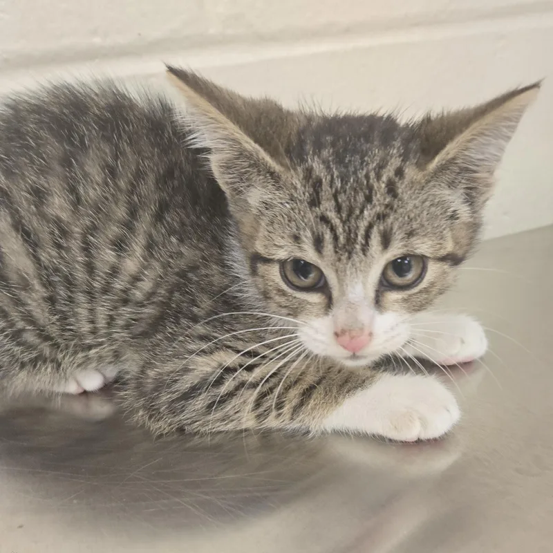 A young medium-sized male Brown / Chocolate Domestic Short Hair cat named Sarge for adoption in Xenia , OH