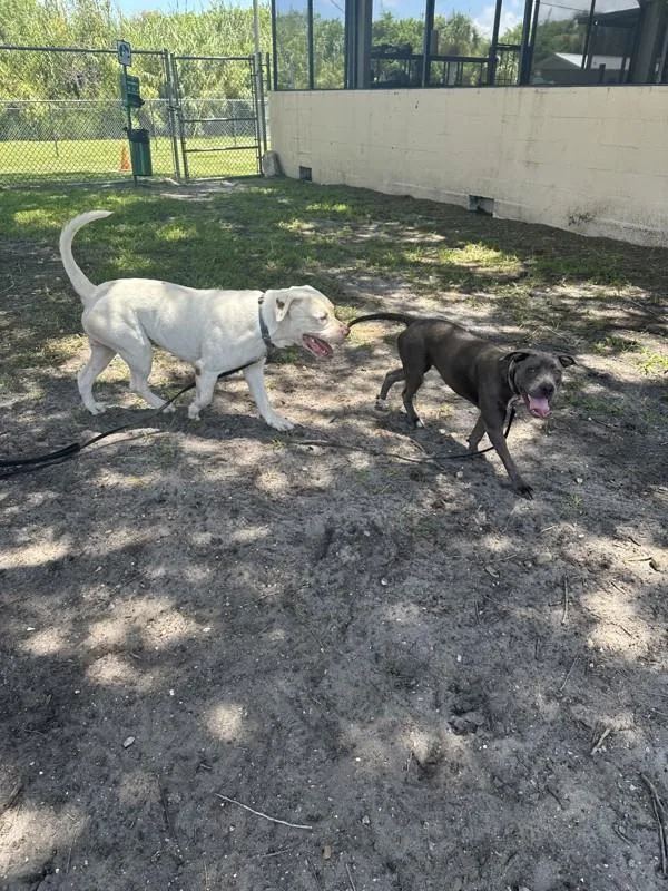 An adult large-sized male Mixed Breed dog named Chance for adoption in Melbourne, FL