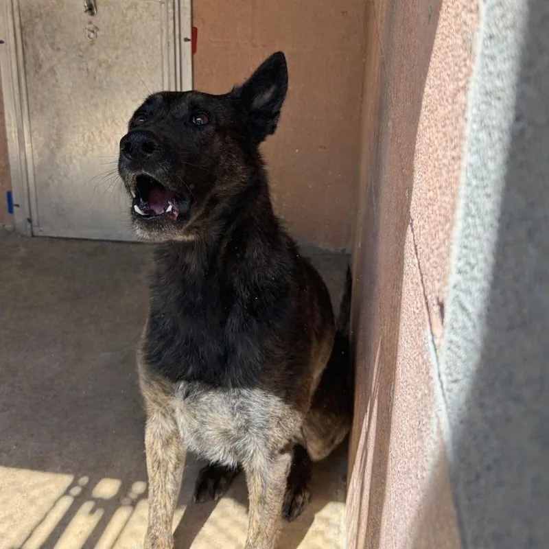 An adult large-sized male Brindle Shepherd dog named Jaxx for adoption in Waldorf, MD